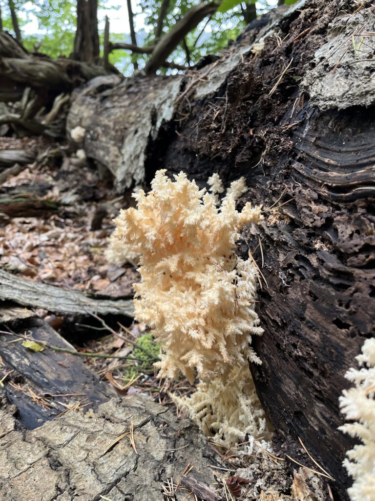 Korallenpilz (Ramaria sp.)